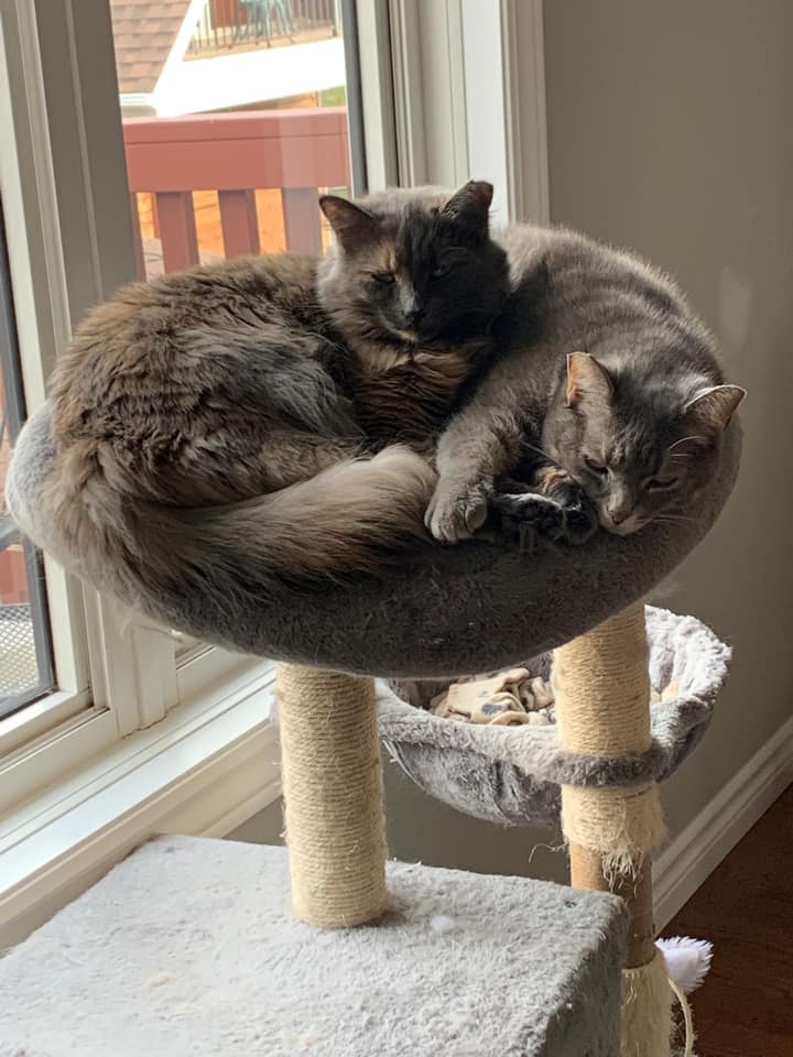 Two dilute grey and peach cats with their ears tipped cuddled on a cat tree together.