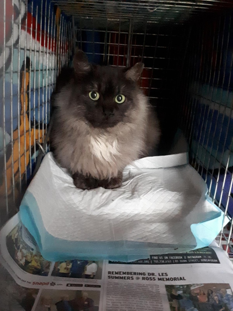 A smoke point Himalayan mix nervously looks up from the trap. Her face and feet are dark grey and the rest of her body is light grey.