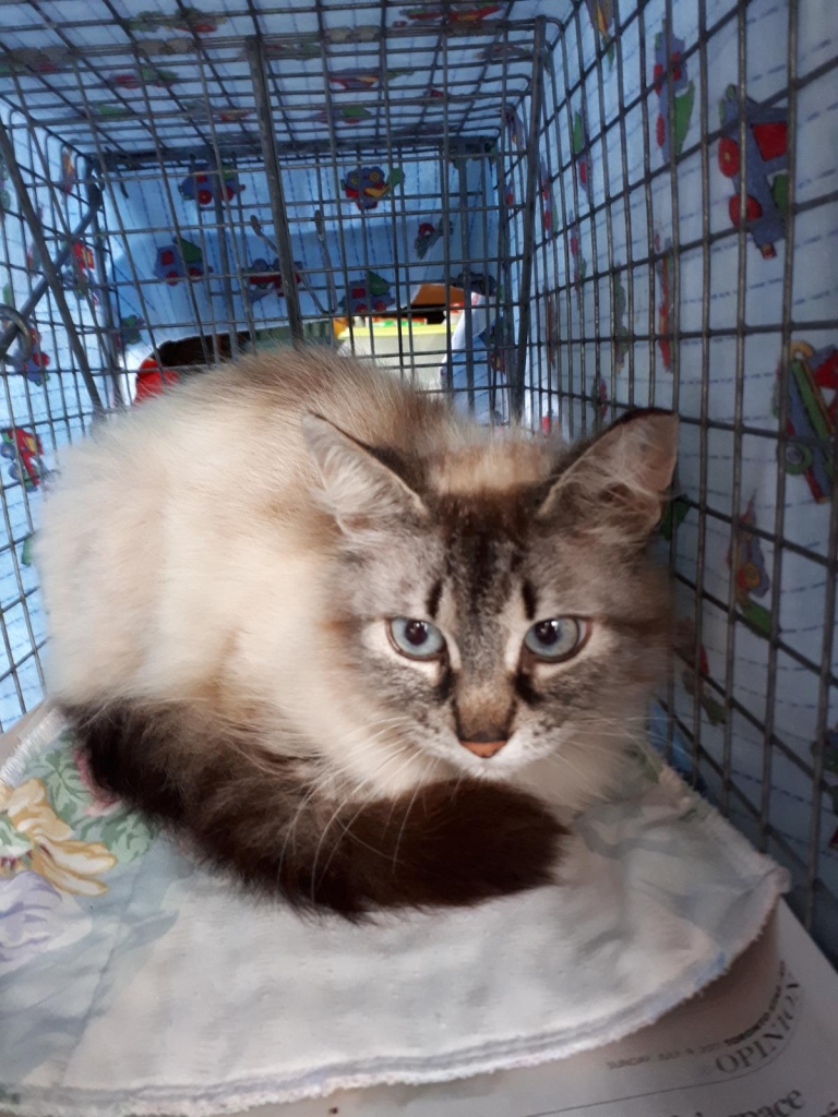 A beige cat with tabby markings on her face and tail. She has bright blue eyes and is sitting in a live trap.