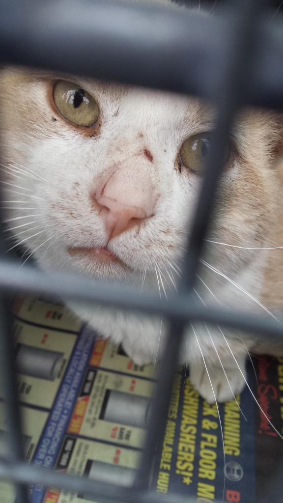 An orange and white cat bravely looks up from a trap. He has some scratches on his face.