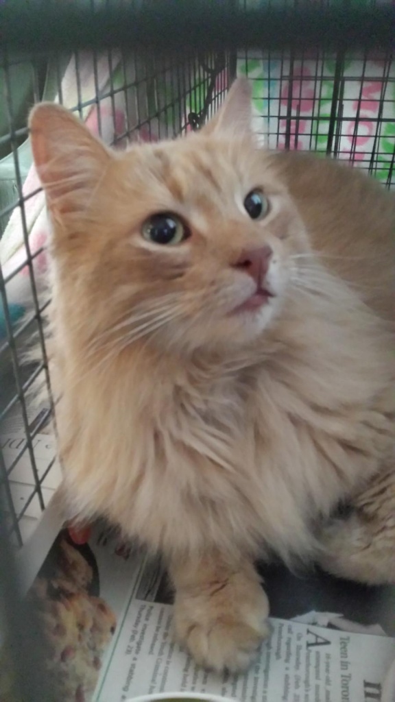 A long haired orange cat sticks it's pink tongue out slightly.