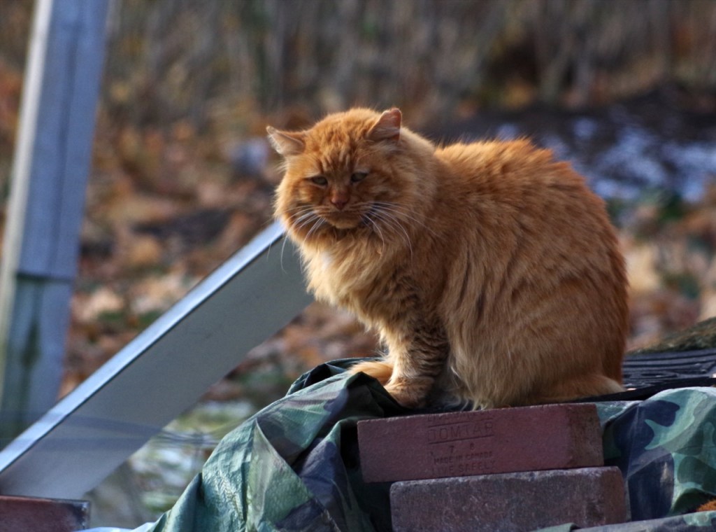A large, long haired orange cat with an ear tip sitting on a pile of bricks.