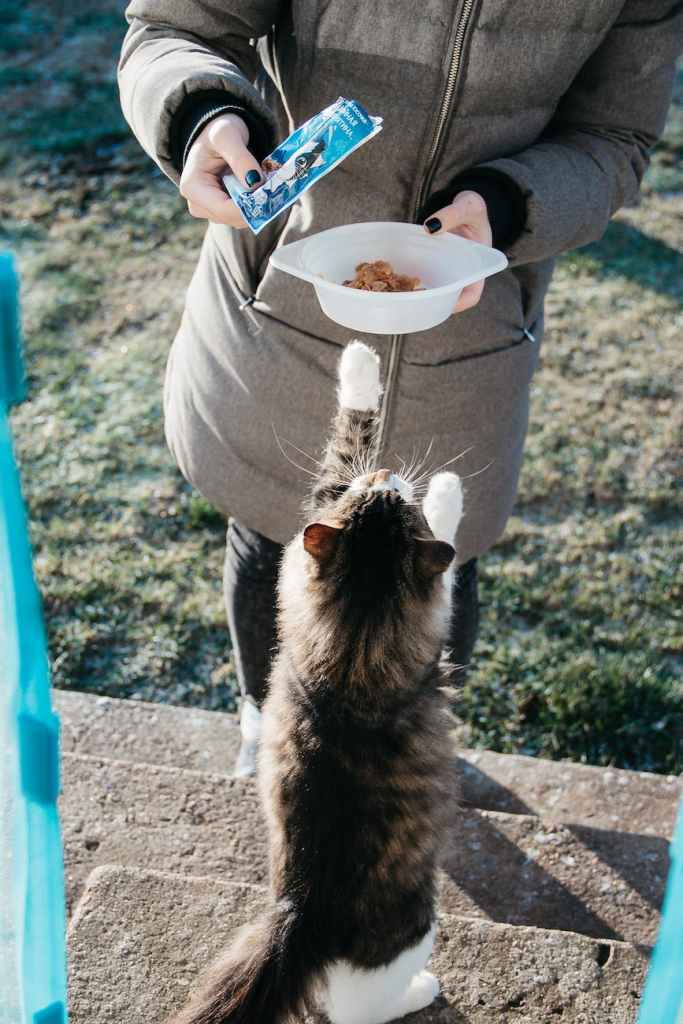 A fluffy brown tabby stretches up to a person to get some food.