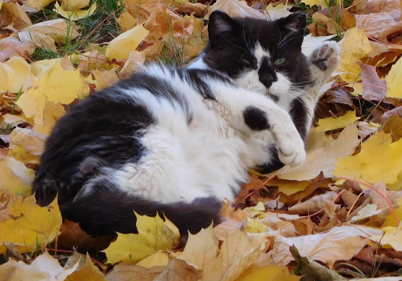 A black and white cow cat rolling in a pile of autumn leaves.