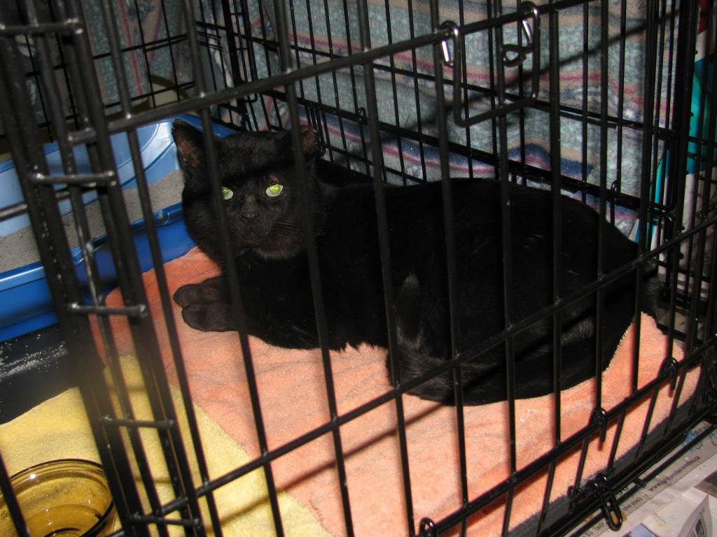 A black cat with a calm demeanor sitting in a cage,