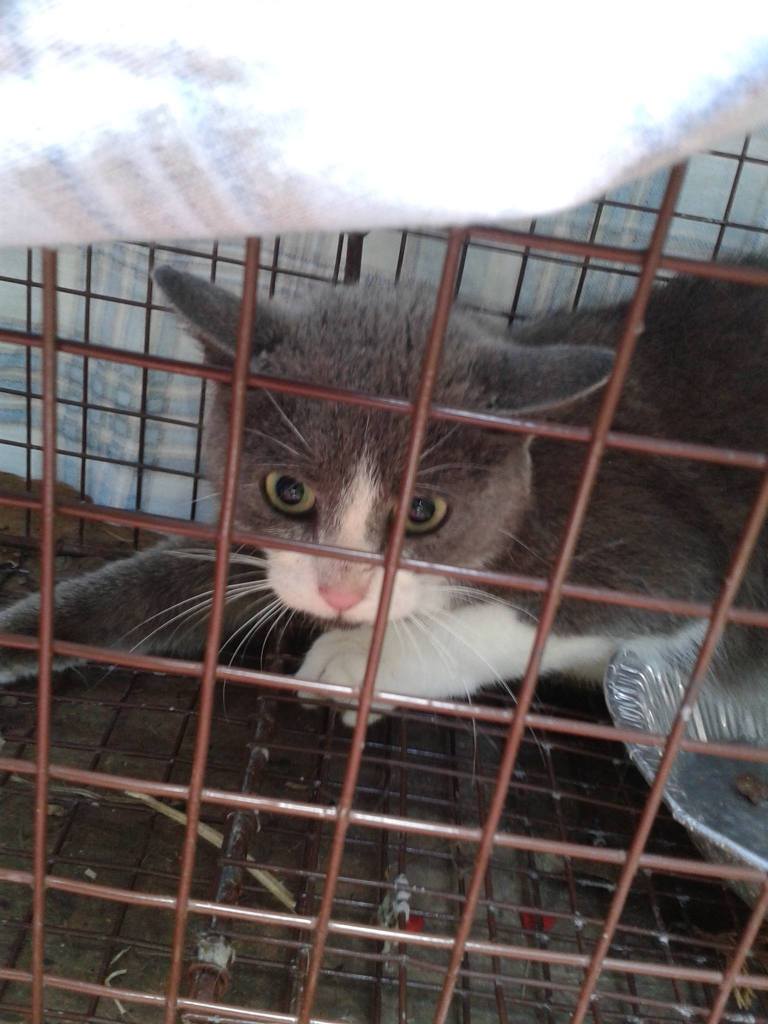A grey and white tuxedo cat looks very frightened in a live trap.