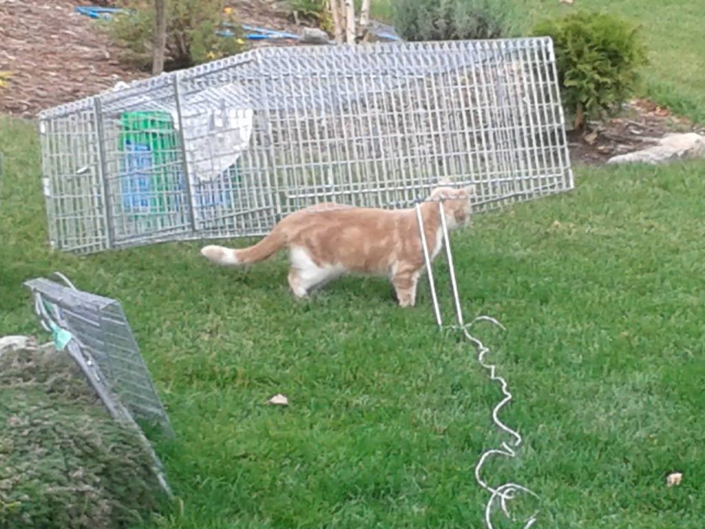 An orange and white tabby checks out a drop trap in a backyard.