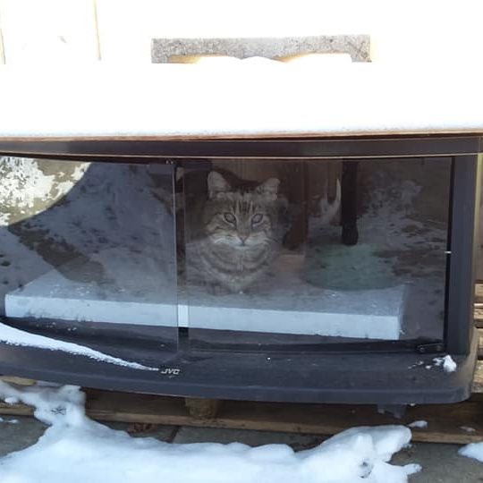 A grey tabby cat sits inside of a TV standardized