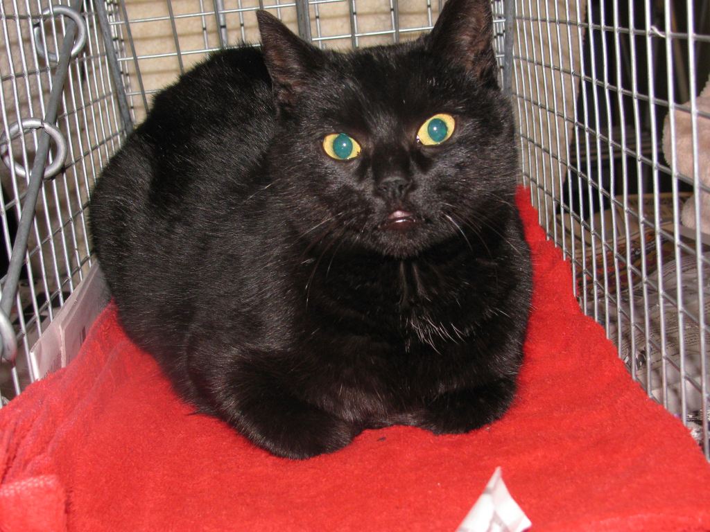 A black cat sitting on a bright red blanket, waiting for surgery. It's mouth is open slightly, possibly missing some teeth.