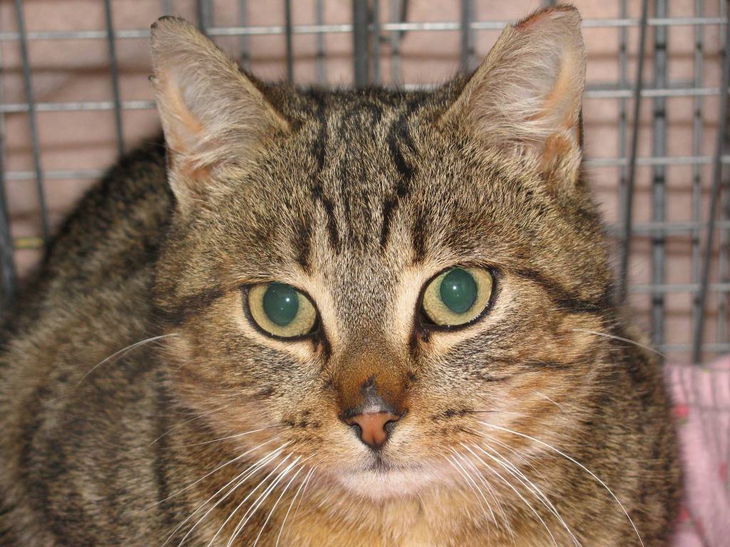A close up of a caramel tabby cat with reflective green eyes.