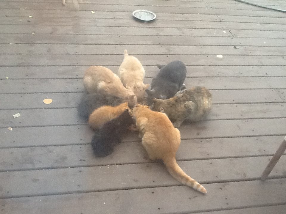 Eight cats sit in a star shape around a large platter of food, happily eating.