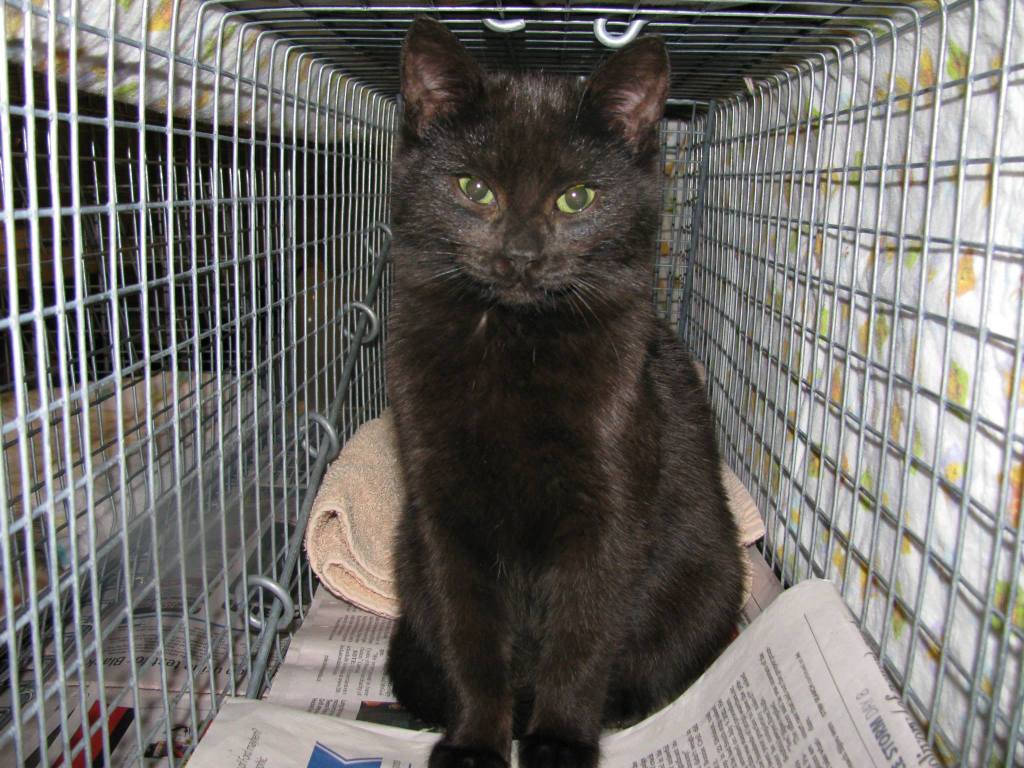 A polite, small black cat sits up straight, looking at the camera from inside the trap.