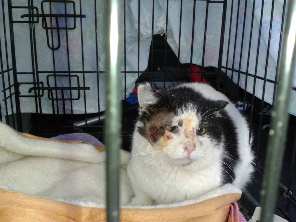 A tom cat in rough shape waiting to be looked at by the vet. He has a wound on his cheek and many scratches.