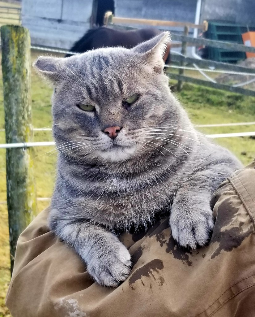 A close-up of a grey cat's face, showing its squinting eyes and relaxed expression.