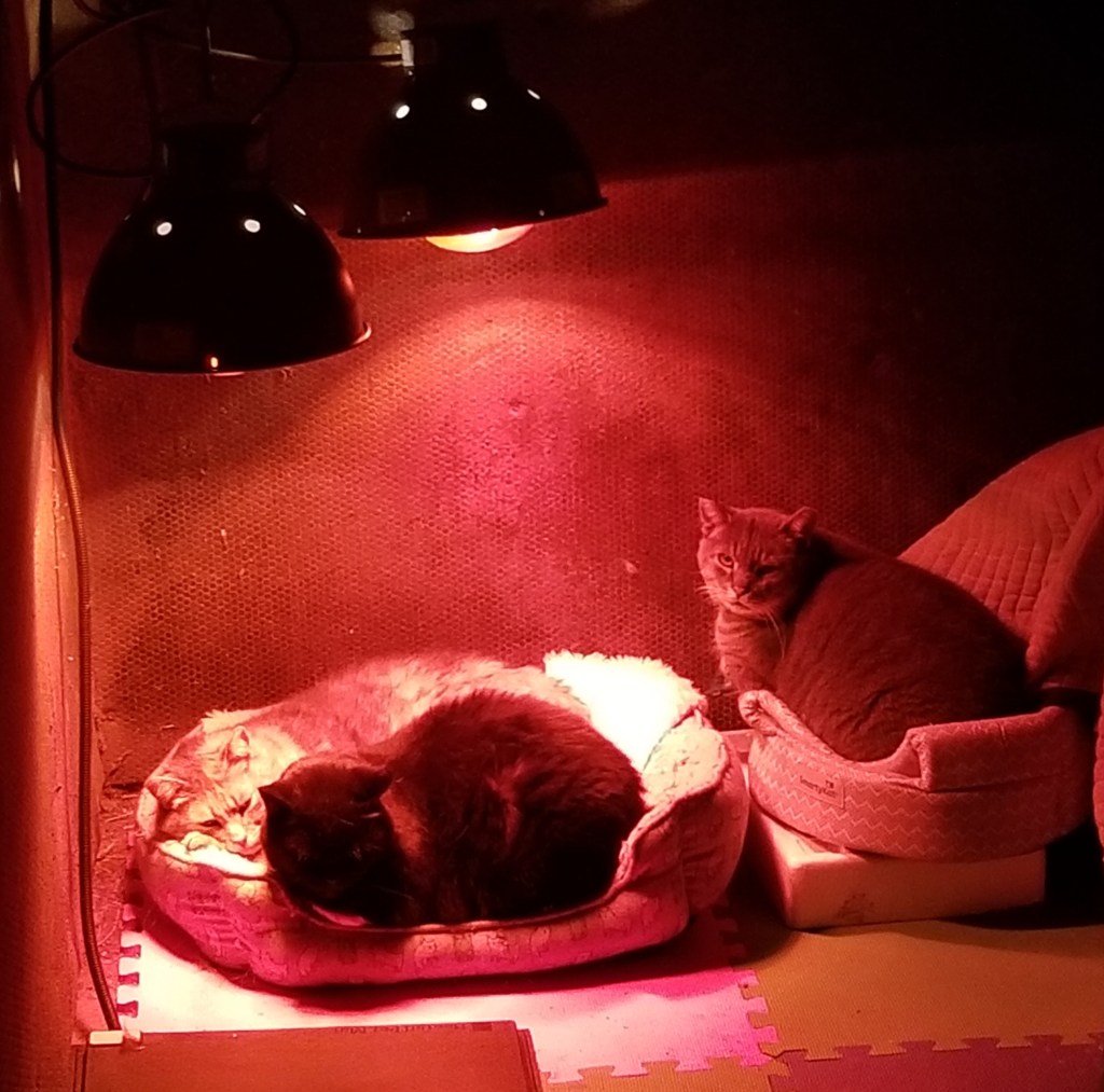 Two cats sit underneath warming lamps inside a barn.
