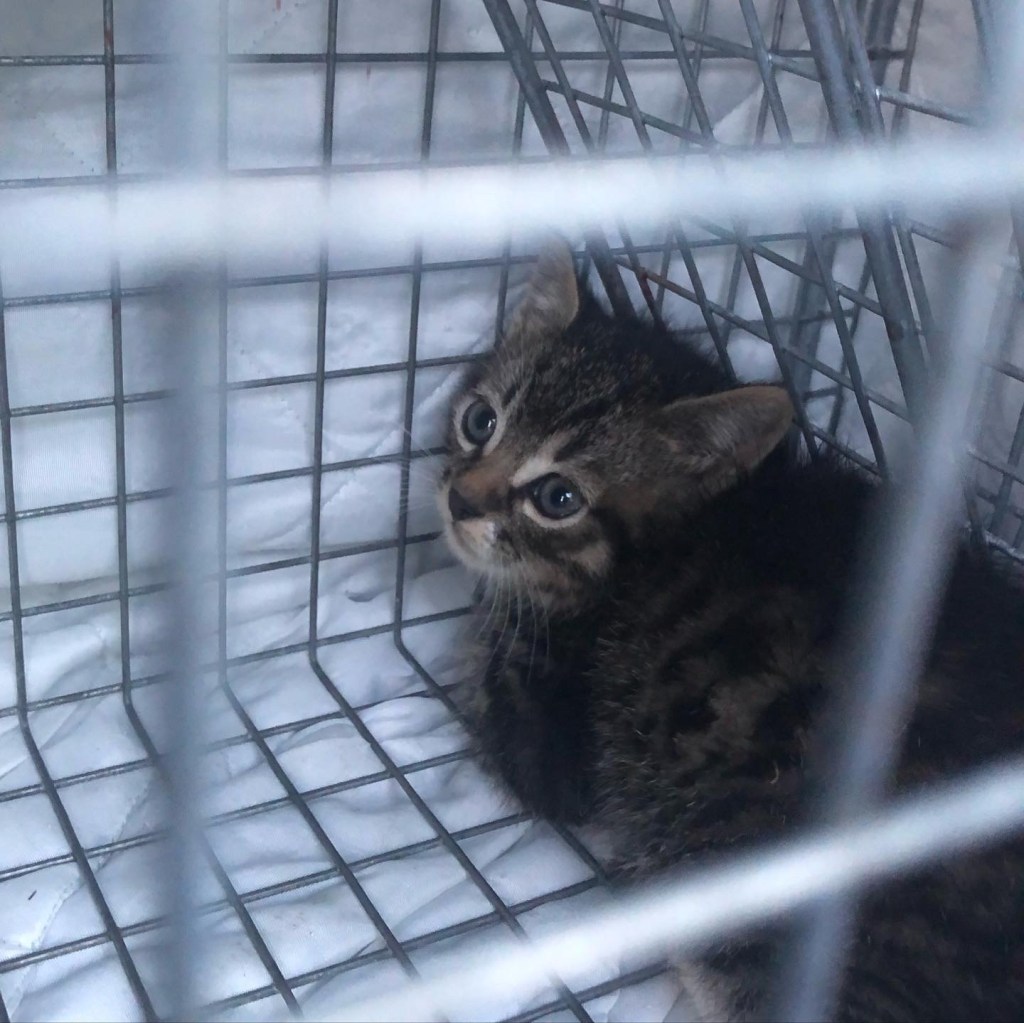 A tabby kitten looking out of a trap.