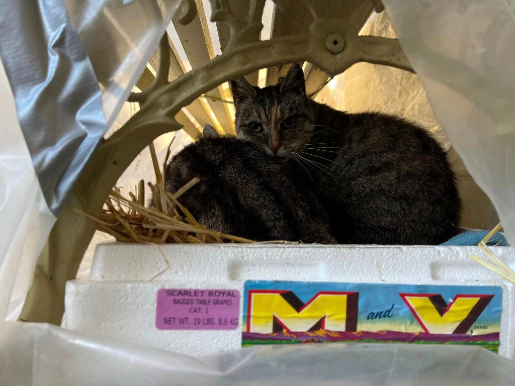 Two cats curled up together in a shed.