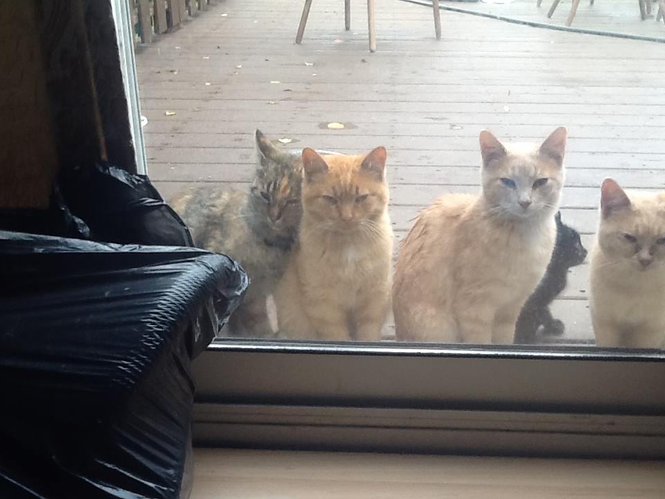 Three orange tabbies, a calico, and a small black kitten stare inside the patio door of a caregiver's home, waiting for their dinner.