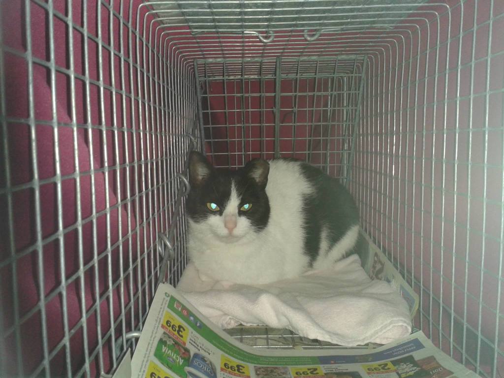 A white cat with black spots, looking slightly bored, sitting in a cage with a newspaper underneath.