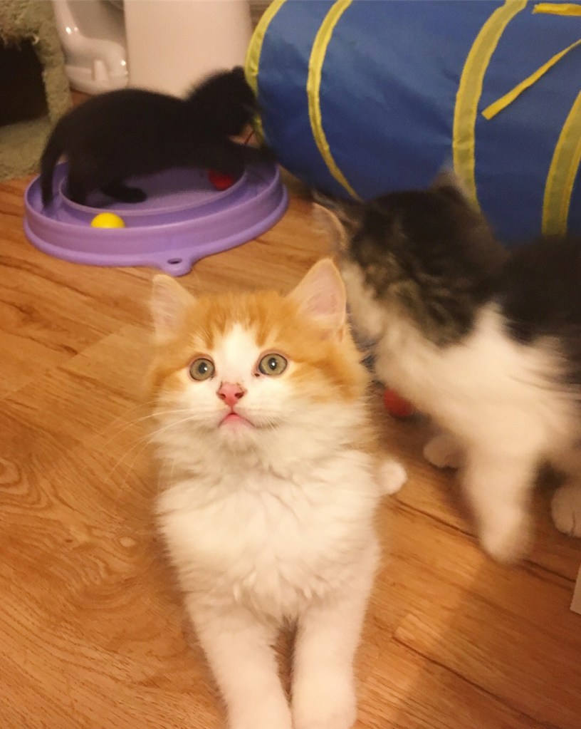 An orange and white kitten smiles for a camera. Other kittens play in the background with lots of foster toys.