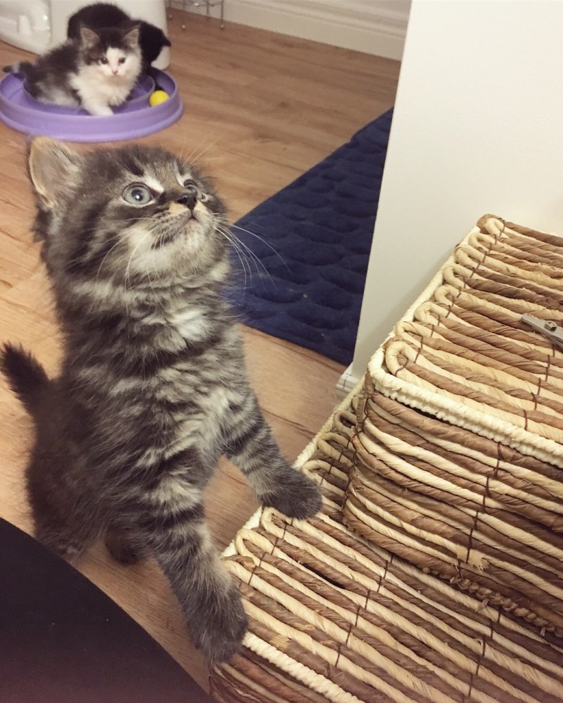 A small tabby kitten stands on its back legs reaching up to a wicker basket. Other kittens are playing in the background.