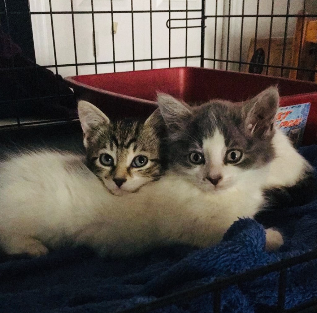 Two kittens, Maisey and Pickles, cuddled up together in a crate.