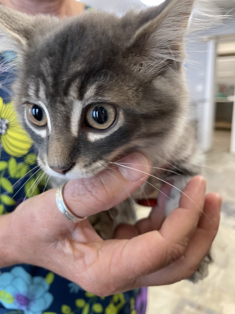 A person holding a fluffy grey kitten.