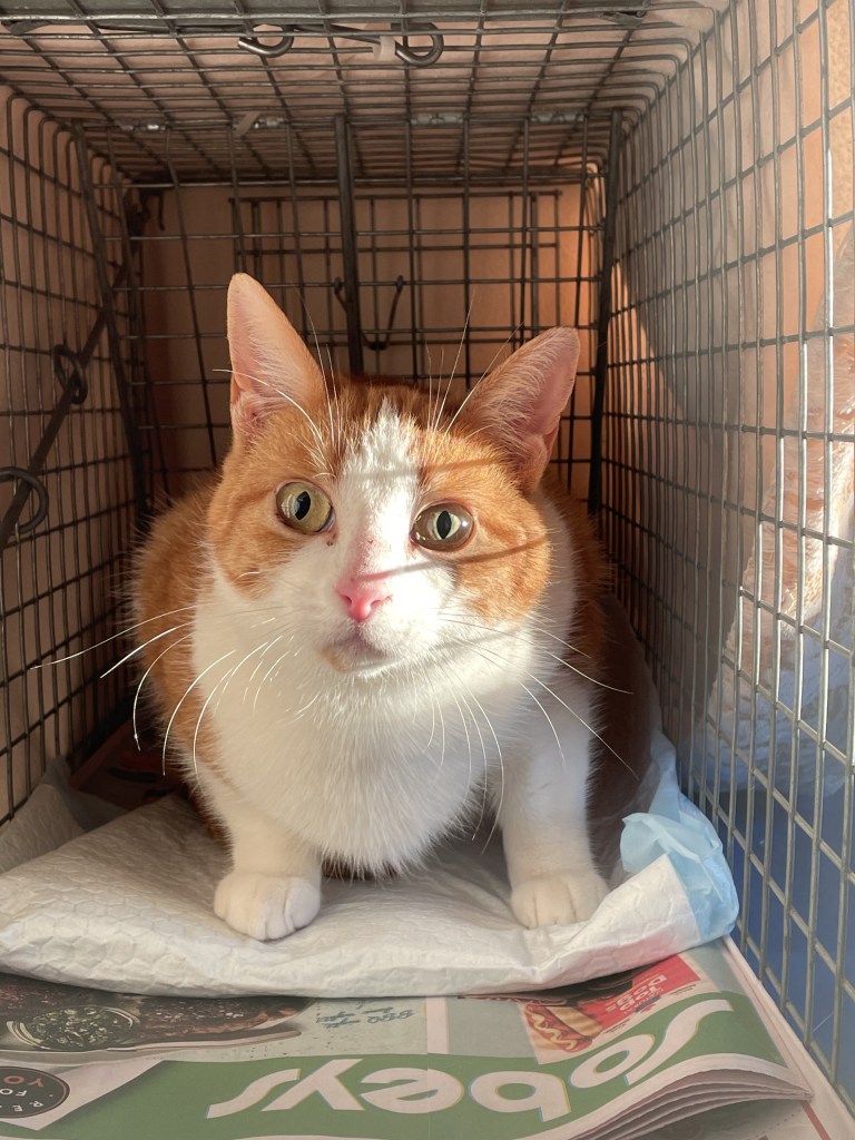 A cat with orange and white fur looking out from the trap suspiciously.