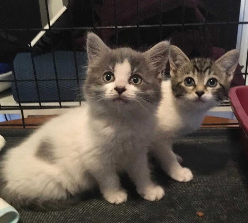 Two kittens with interesting markings sitting side-by-side. One has a grey tabby head and an all white body, the other has a brown tabby head and all white body.