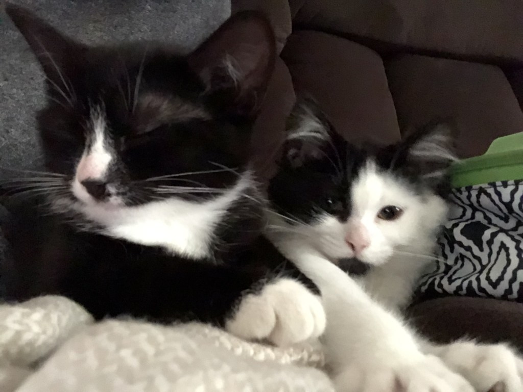 Two black and white kittens resting on a cozy couch.