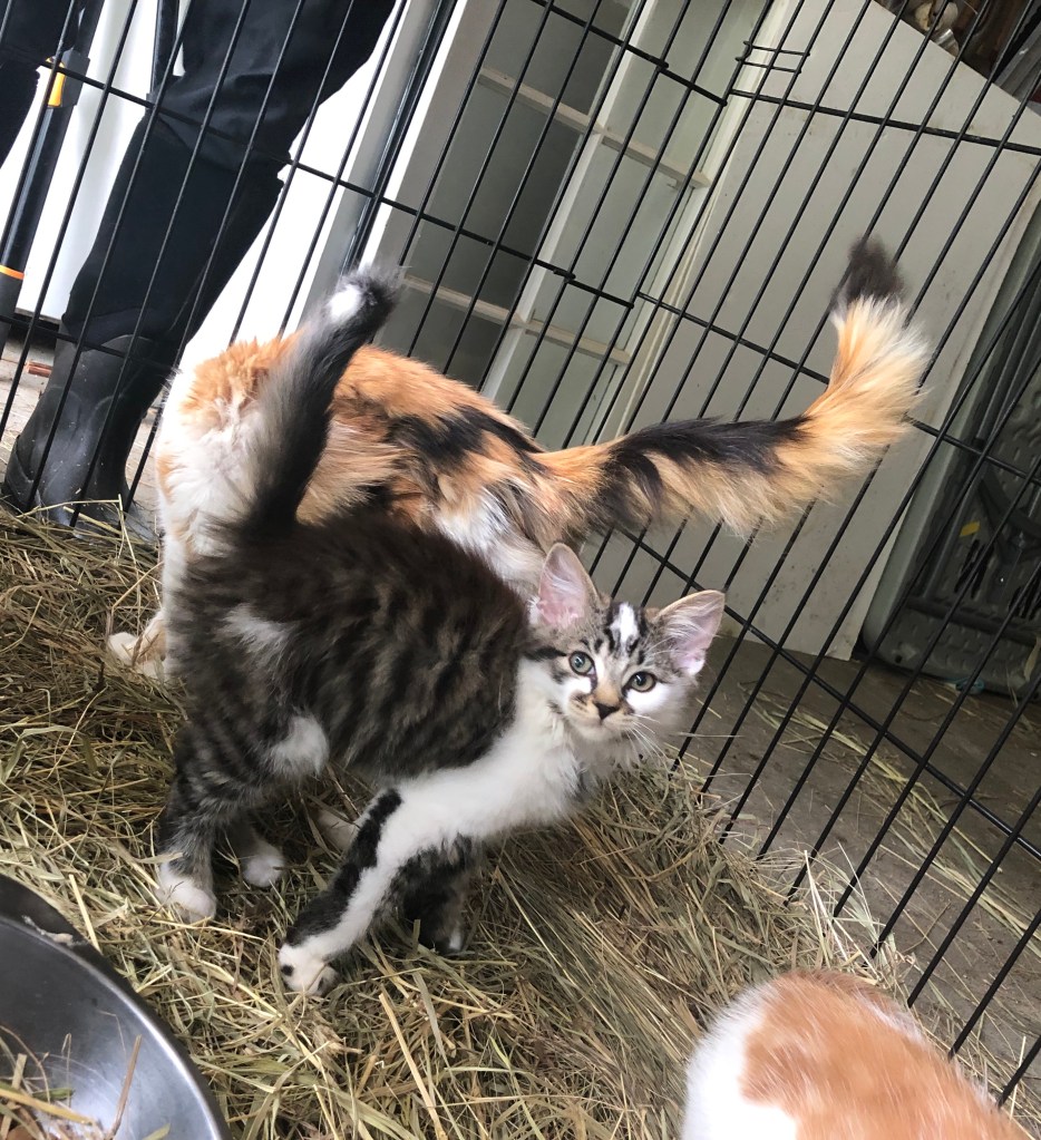 A calico cat with a tabby kitten standing on some straw in a barn.