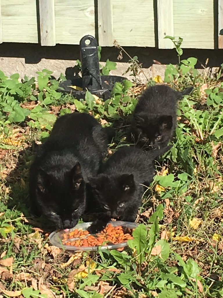 A black momma cat, Garby, and her two babies Spooky and Lisa, enjoy some kibble in a backyard.