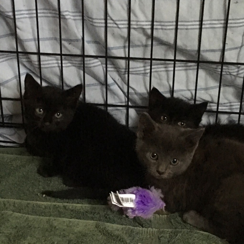Two black kittens and a grey kitten hiding behind a purple mouse toy.