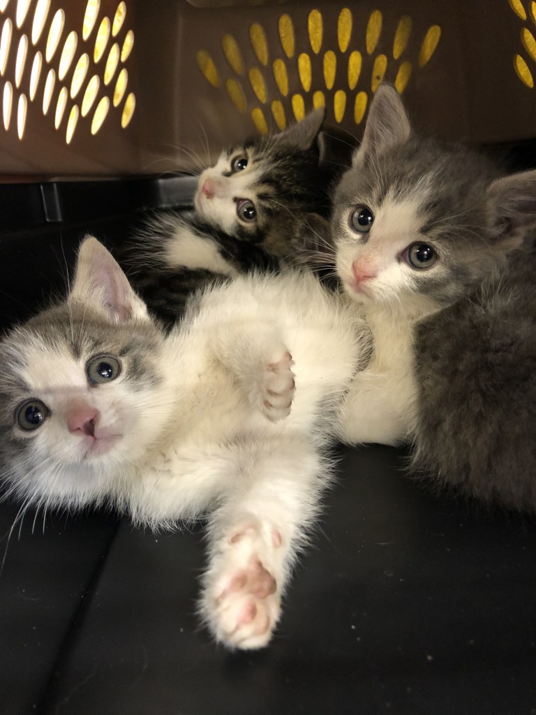 A group of grey tabby kittens with pink noses playing inside a small crate.