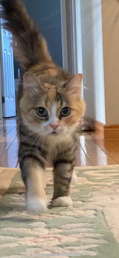 A longhaired calico cat walking across a room.