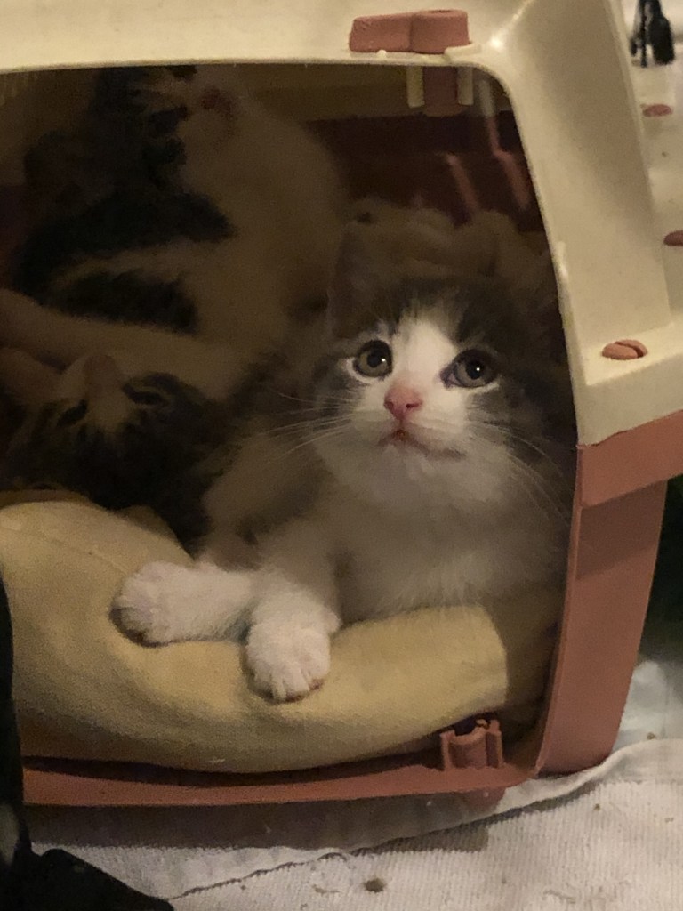 Kittens in a small, open carrier together. The kitten at the front is grey and white and has it's paws crossed, looking up at the camera.
