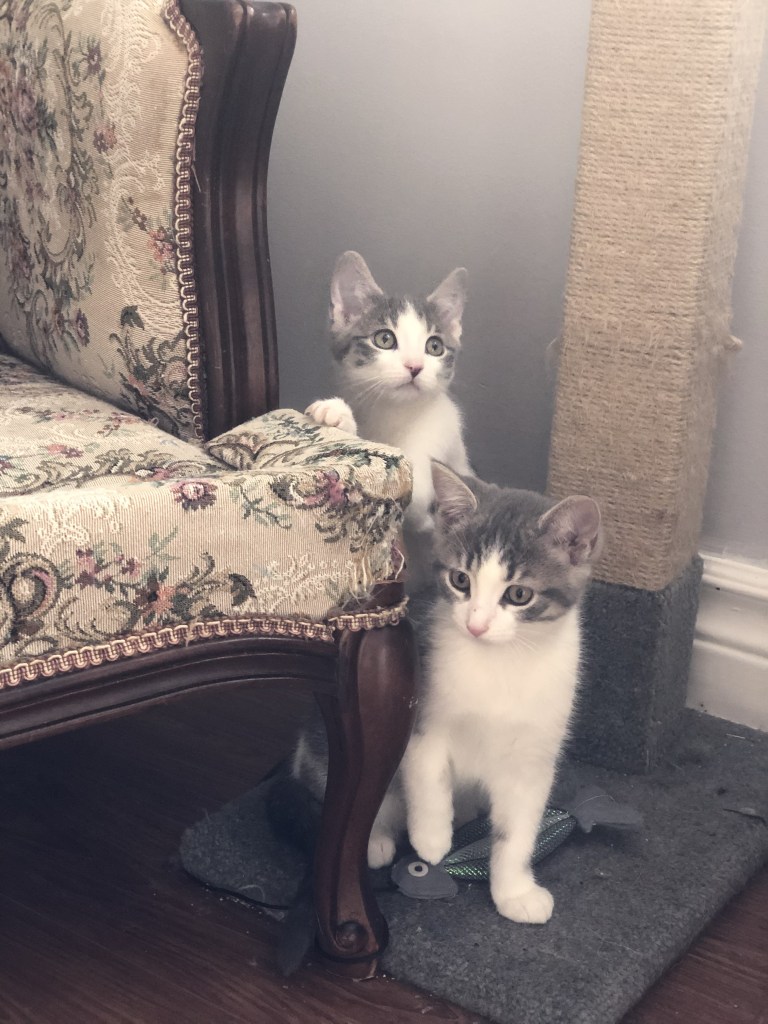 Two grey and white tabby kittens play on an antique chair next to a scratching post.