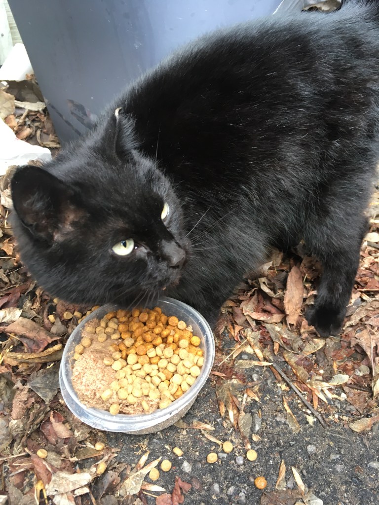 A black cat, Garby, with an ear tip eating kibble from a dish outdoors.