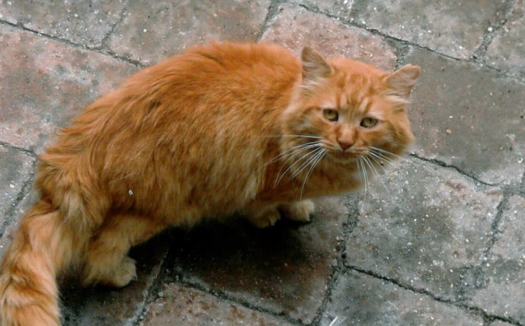 A large orange tabby tom cat outside, looking up at the camera.