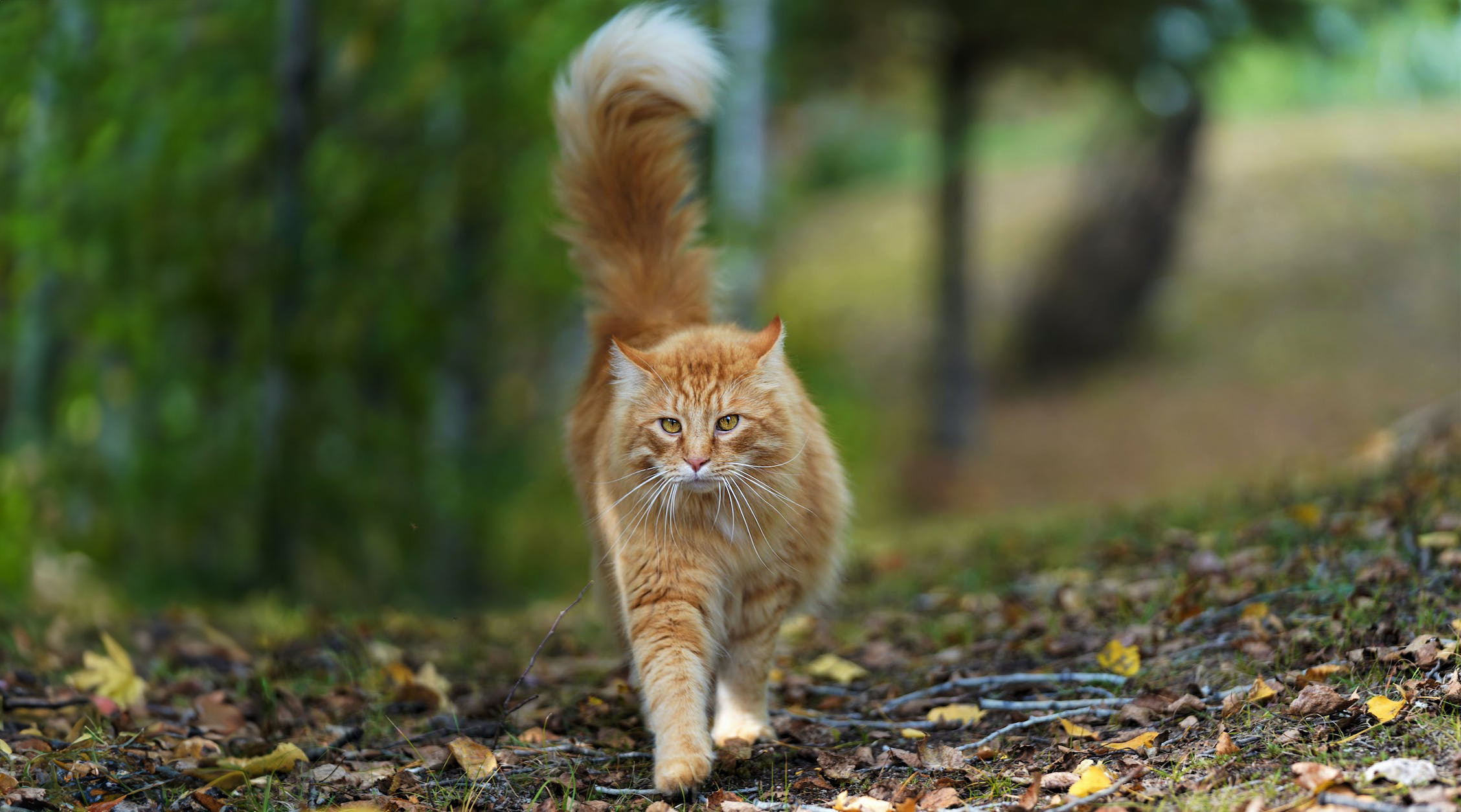 A long haired orange tabby with a majestic puffy tail struts his stuff in the woods.