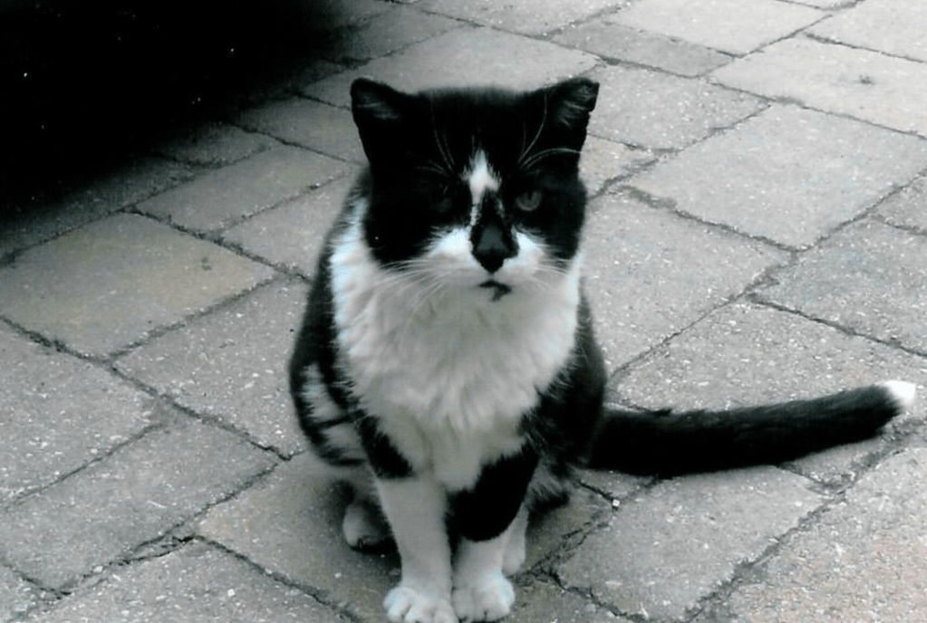 A black and white cat with an ear tip sits in a driveway.