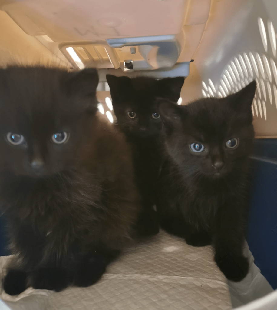 Three fuzzy black kittens with blue-green eyes huddle in a carrier together.