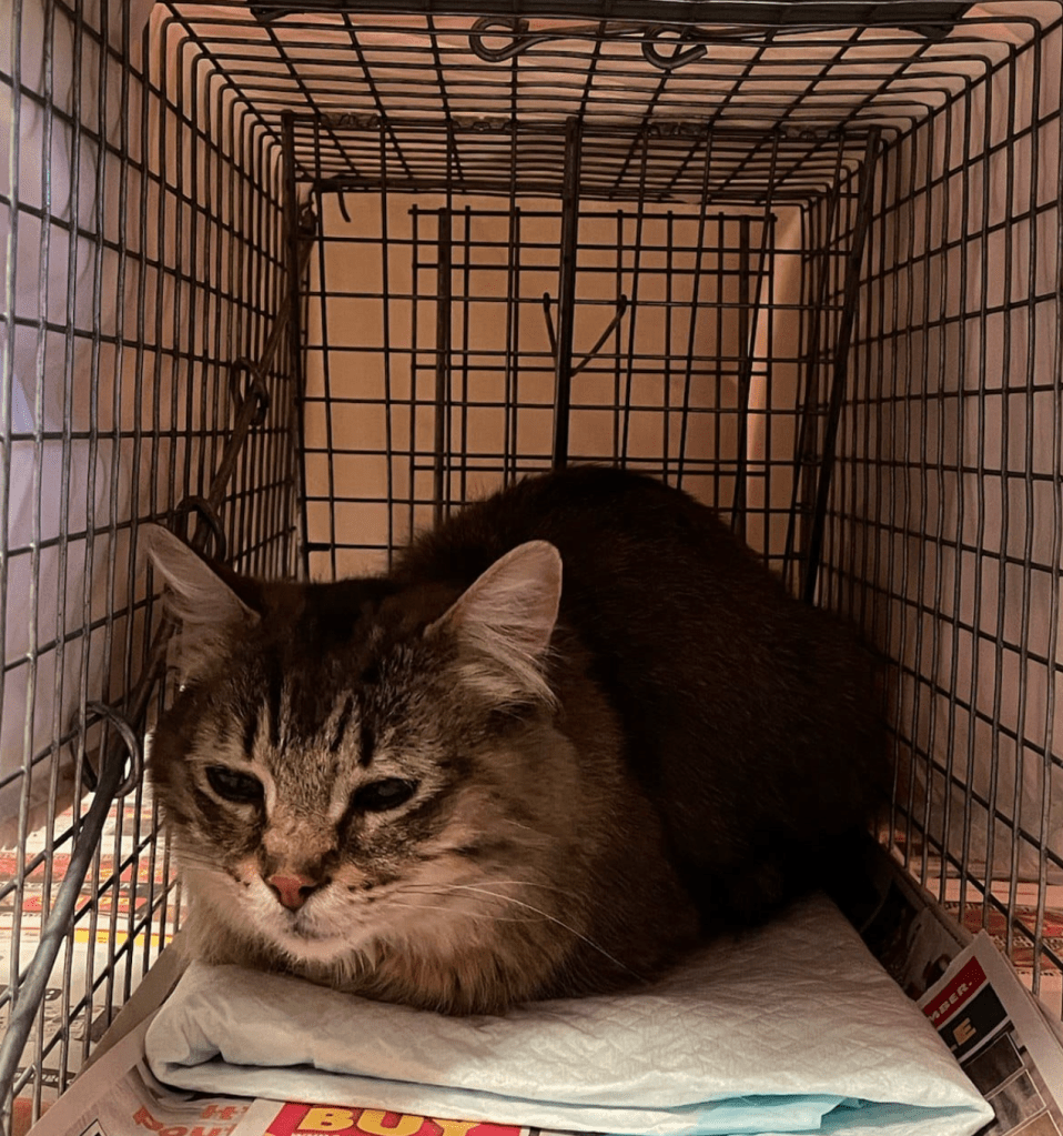 A relaxed tabby cat with orange and black fur resting in a trap.