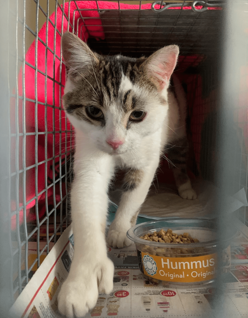 A white and brown tabby stretches in a cage, showing off her extra toes.
