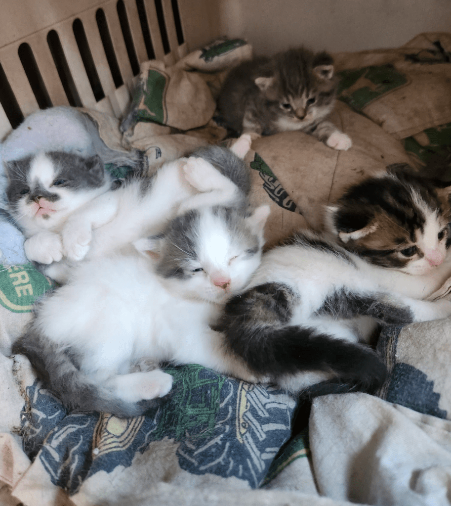A pile of 3 week old kittens sleeping in a bed together. They are mostly tabby and white.