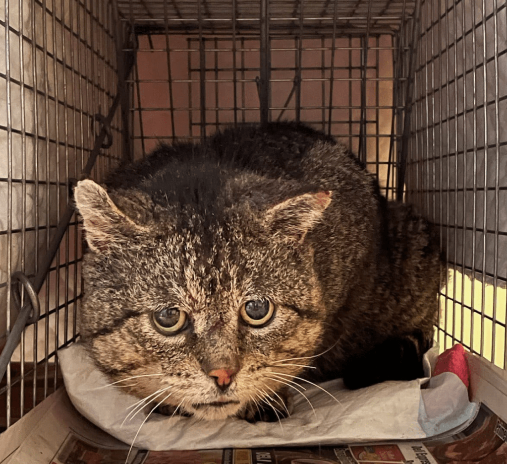 A very sad looking tom cat with crunchy ears, looking a little forlorn.