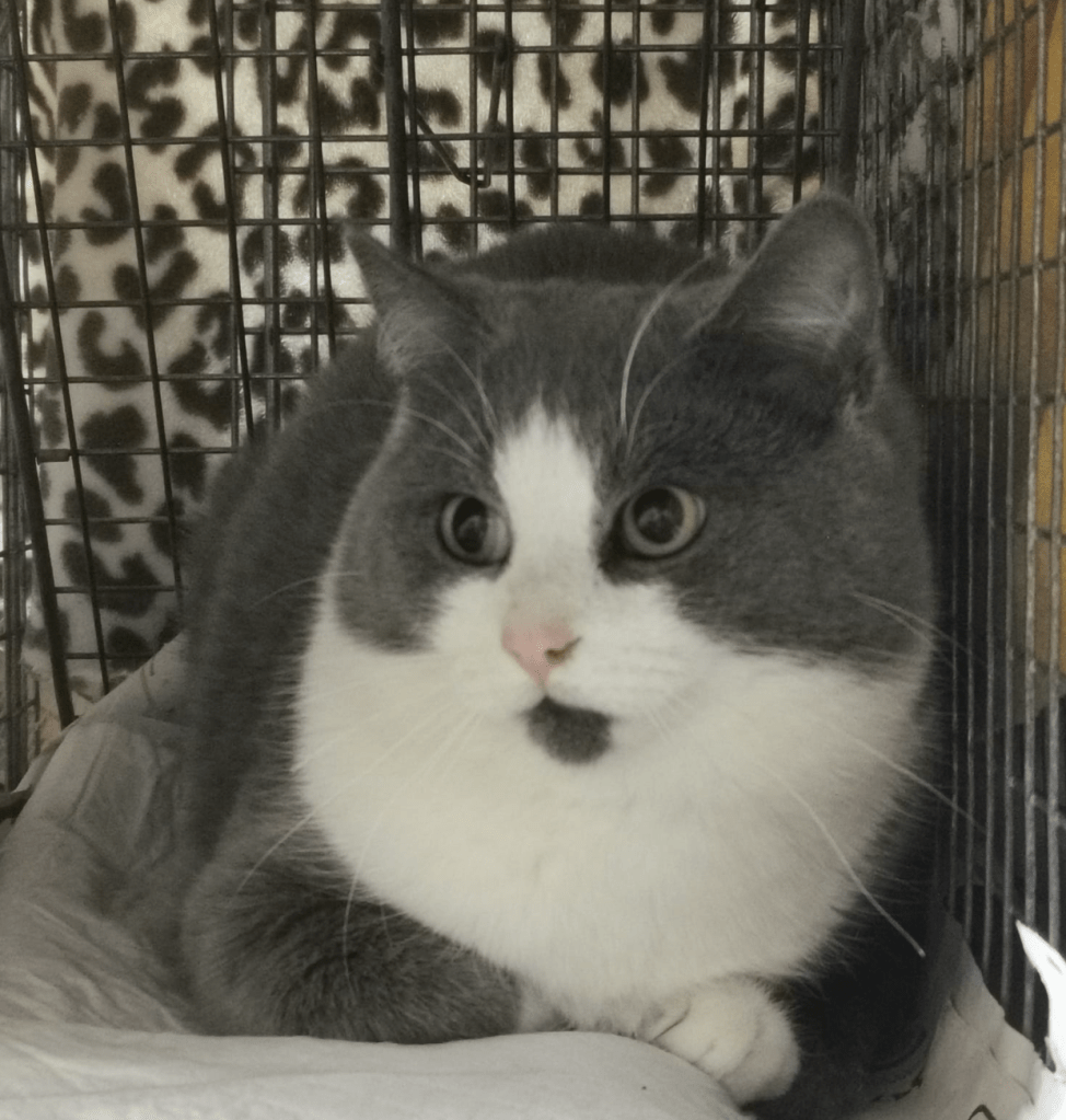 A grey and white cat with a round face looks away from the camera. His nose is pink and he has a little grey soul patch below his mouth.