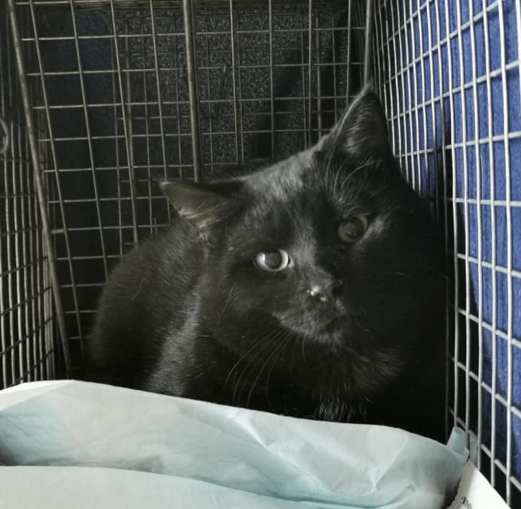 A black cat looks curiously out of the trap door.