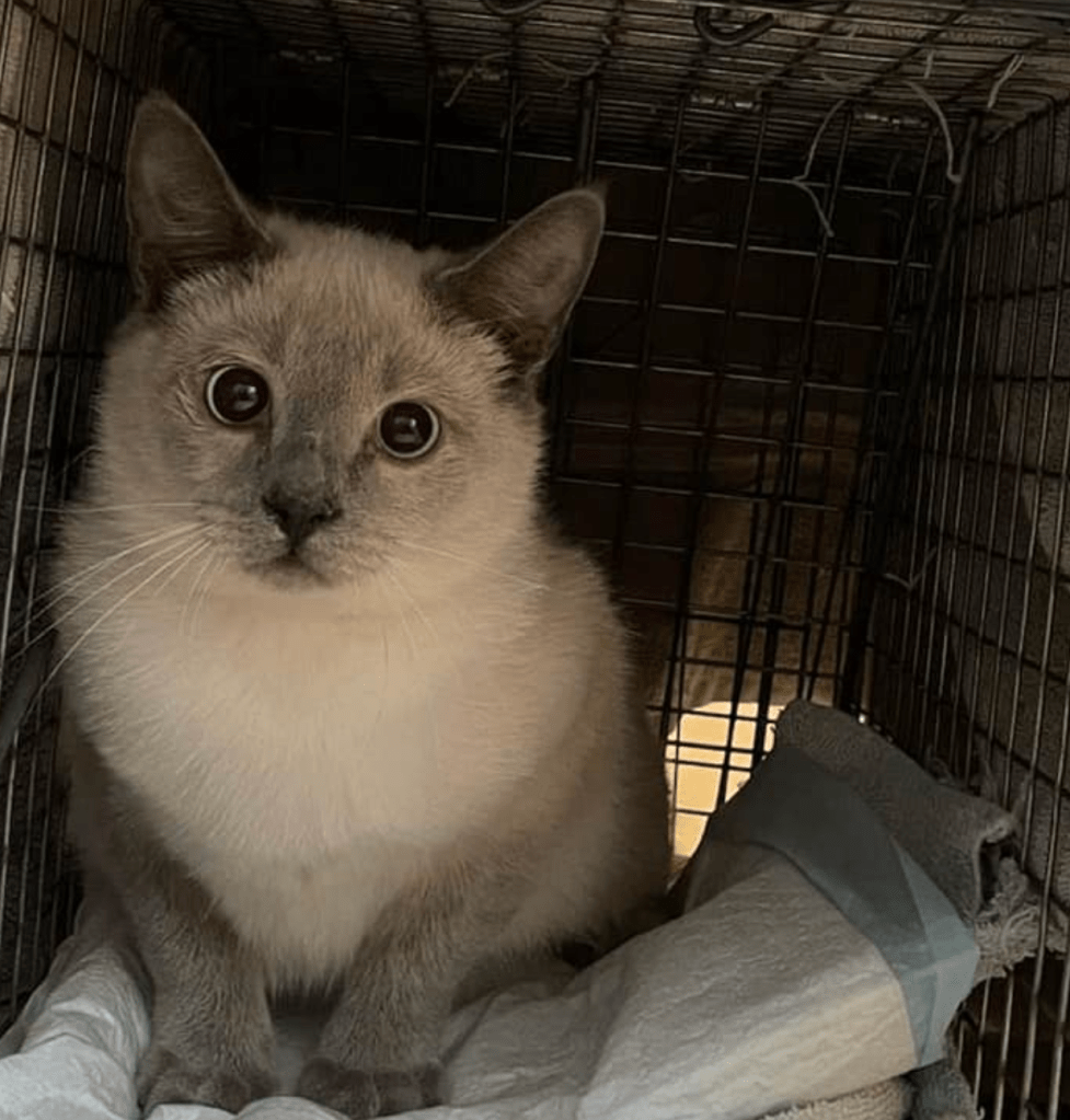 A lilac point siamese cat emerging from a trap.