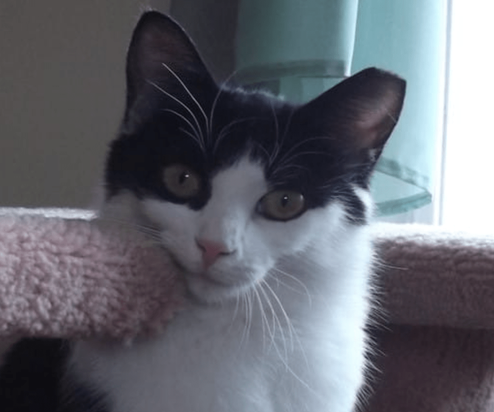 A close up of black and white cat, Princess Charlotte.